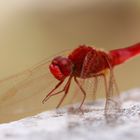 Crocothemis erythraea - Feuerlibelle