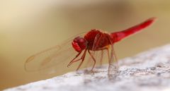 Crocothemis erythraea - Feuerlibelle