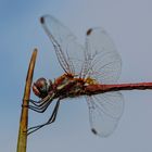 Crocothemis erythraea (Feuerlibelle)