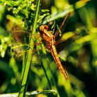 Crocothemis erythraea - Junges Weibchen