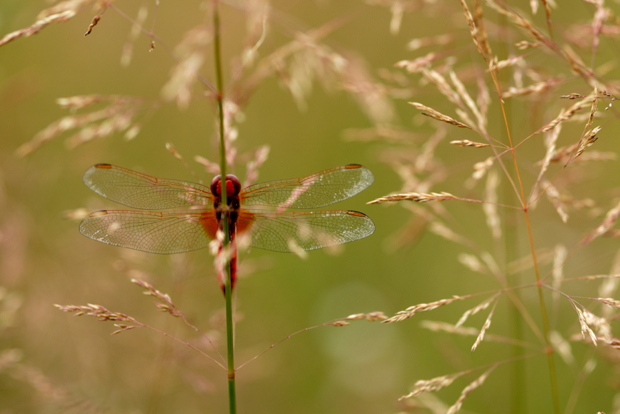 Crocothemis erythraea - Le crocotémis écarlate