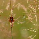 Crocothemis erythraea - Le crocotémis écarlate