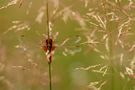 Crocothemis erythraea - Le crocotémis écarlate de Patatra 