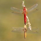 Crocothemis erythraea M & F