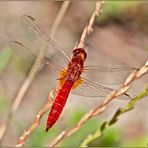 Crocothemis erythraea maschio (Brullé, 1832)