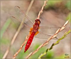 Crocothemis erythraea maschio (Brullé, 1832)