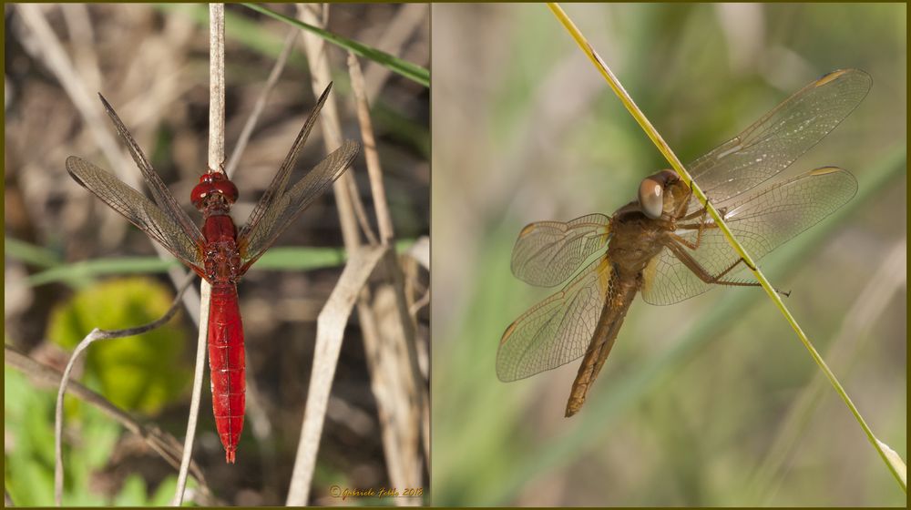 Crocothemis erythraea maschio e femmina (Brullé, 1832)