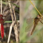 Crocothemis erythraea maschio e femmina (Brullé, 1832)