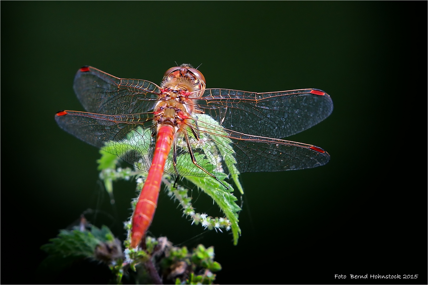 Crocothemis erythraea oder Feuerlibelle ...