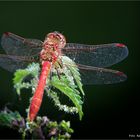 Crocothemis erythraea oder Feuerlibelle ...