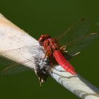 Crocothemis erythraea.Al Ain Zoo,