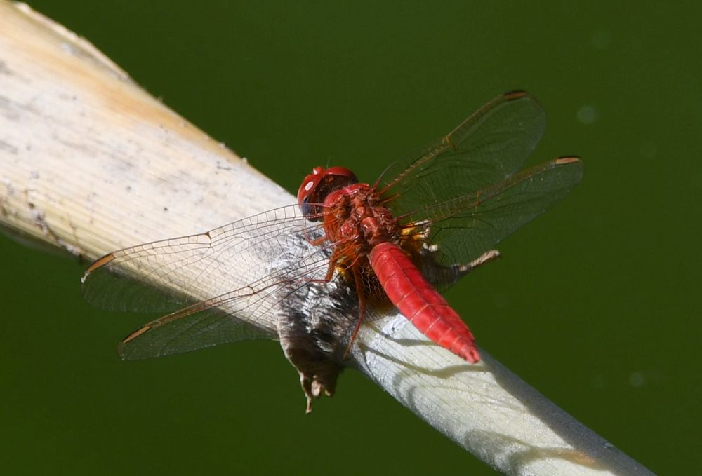 Crocothemis erythraea.Al Ain Zoo,