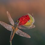 Crocothemis erythraea…(w)