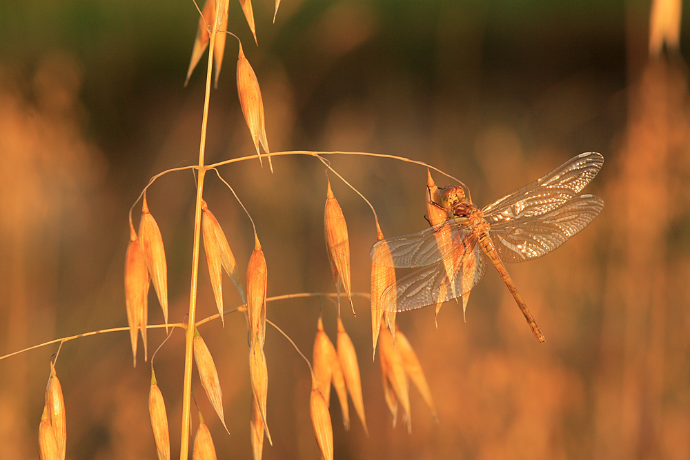 Crocothemis Erythrea