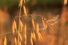 Crocothemis Erythrea de sebastienphoto 