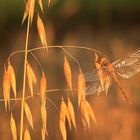 Crocothemis Erythrea