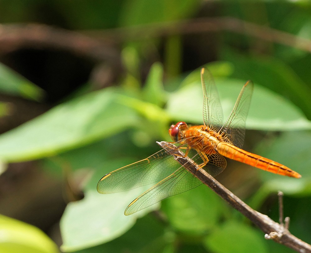 Crocothemis servilia