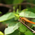 Crocothemis servilia