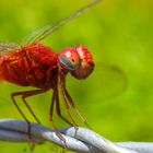 Crocothemis servilia