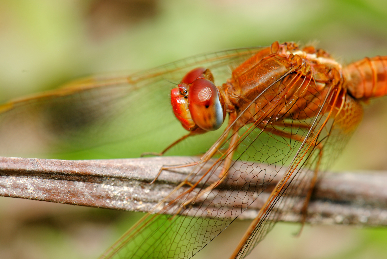 Crocothemis servilia, m