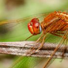 Crocothemis servilia, m