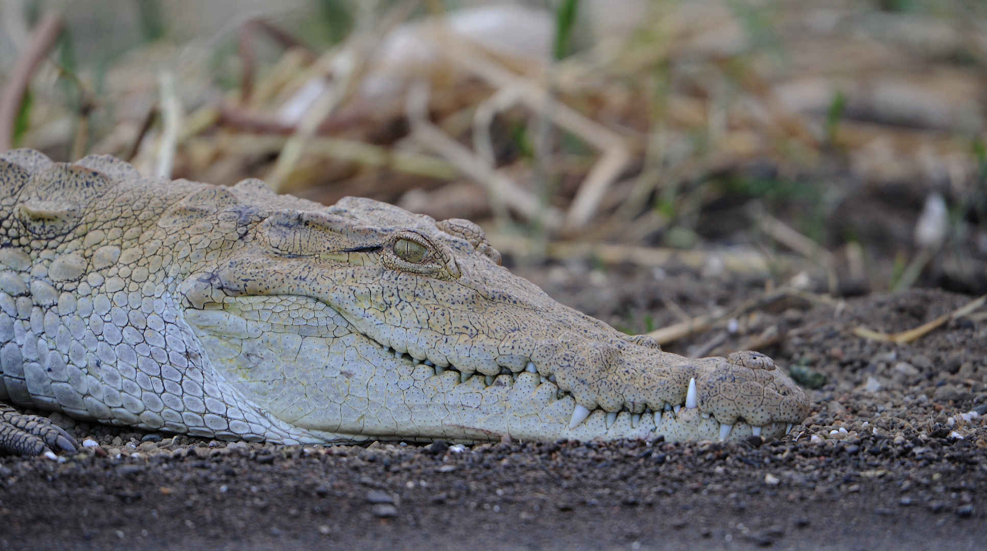 Crocs de Croco