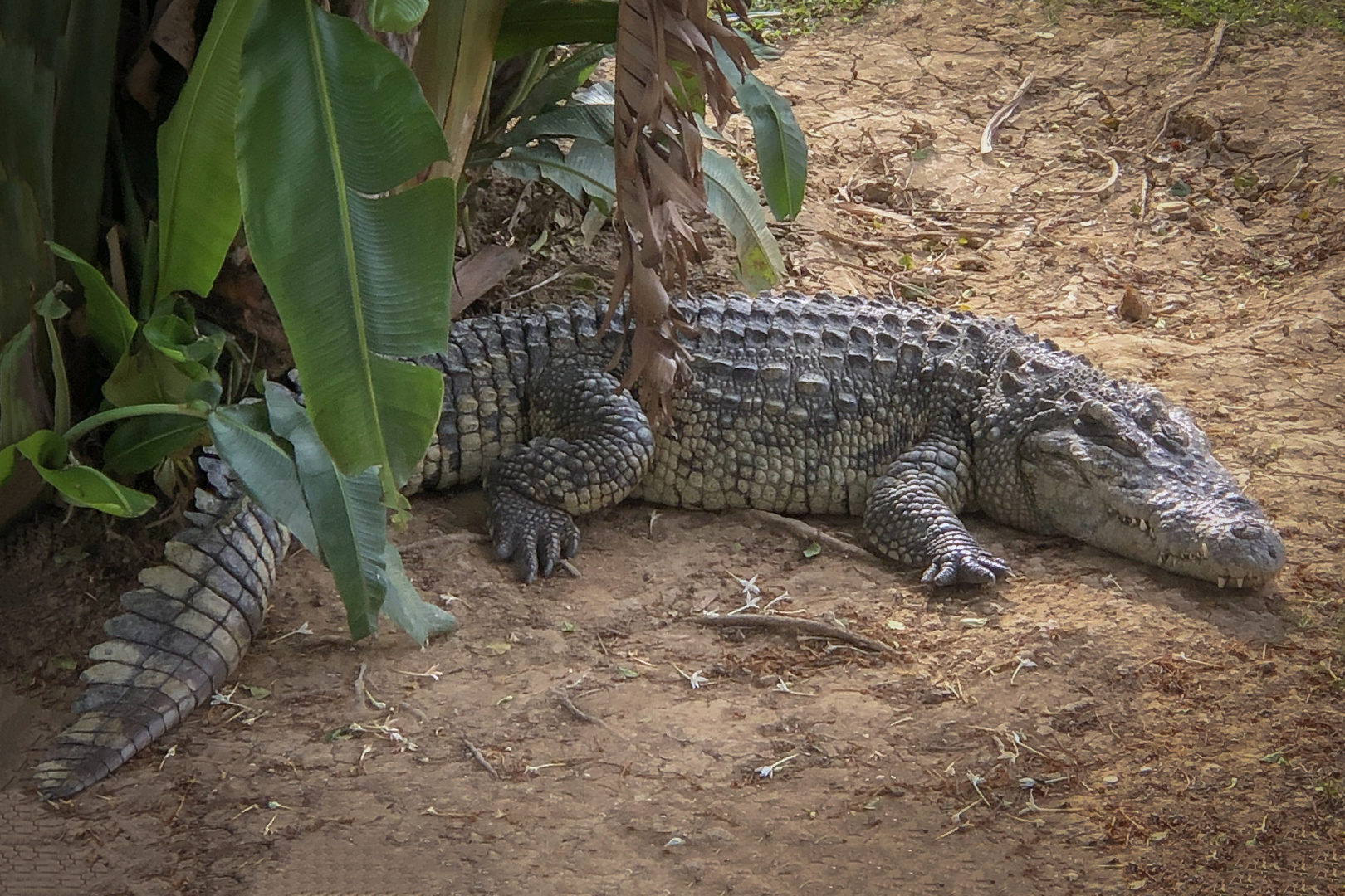 Crocs in Thailand