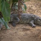 Crocs in Thailand