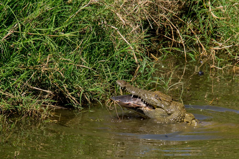 Crocs Love to Feed on Catfish - Me too
