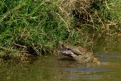 Crocs Love to Feed on Catfish - Me too