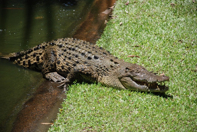 Croc's relax