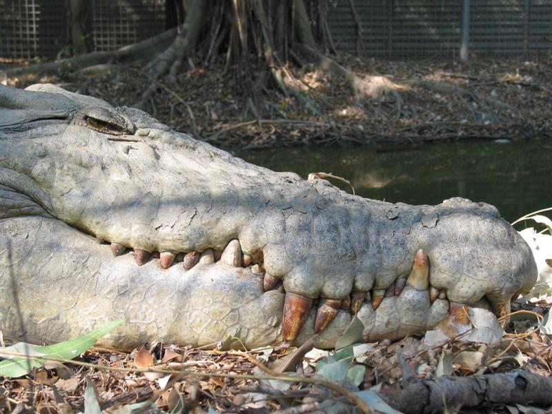 Croc's Teeth