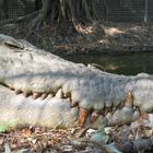 Croc's Teeth