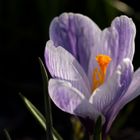 Crocus