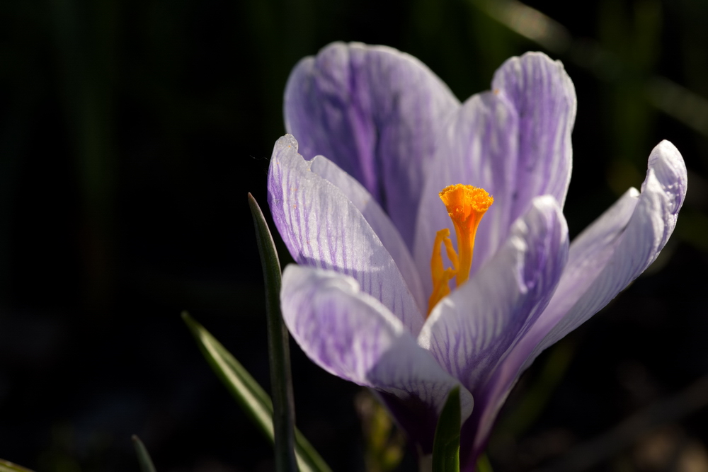 Crocus