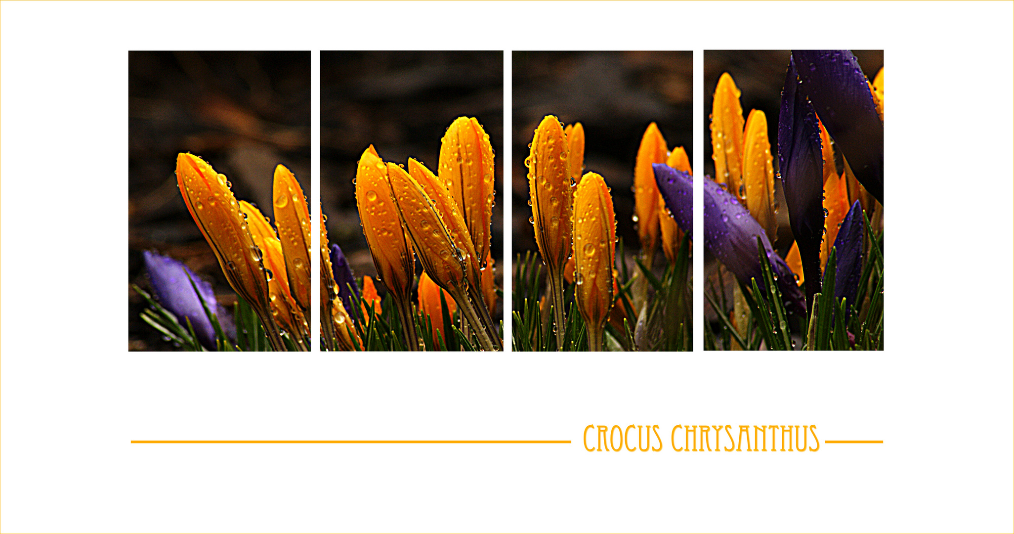 Crocus