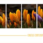 Crocus