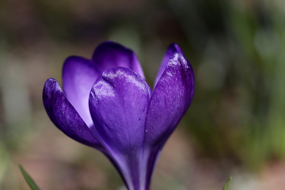 Crocus