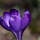 Crocus