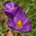 Crocus