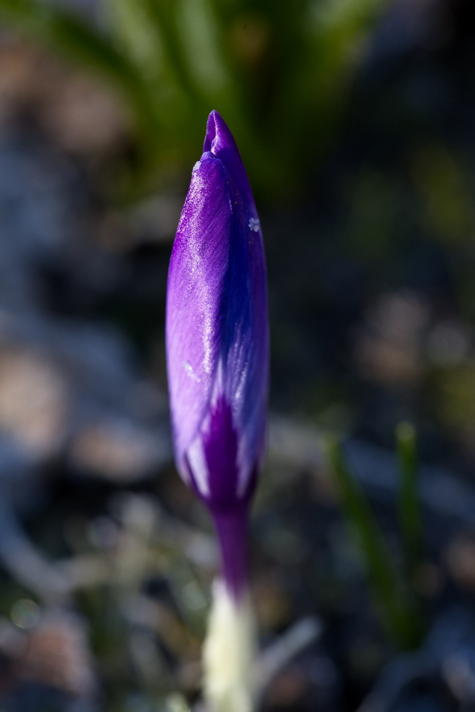 Crocus