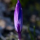 Crocus