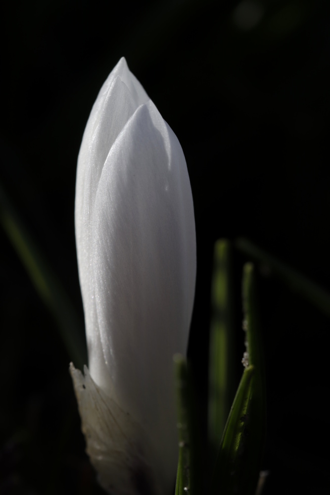 Crocus