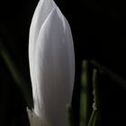 Crocus