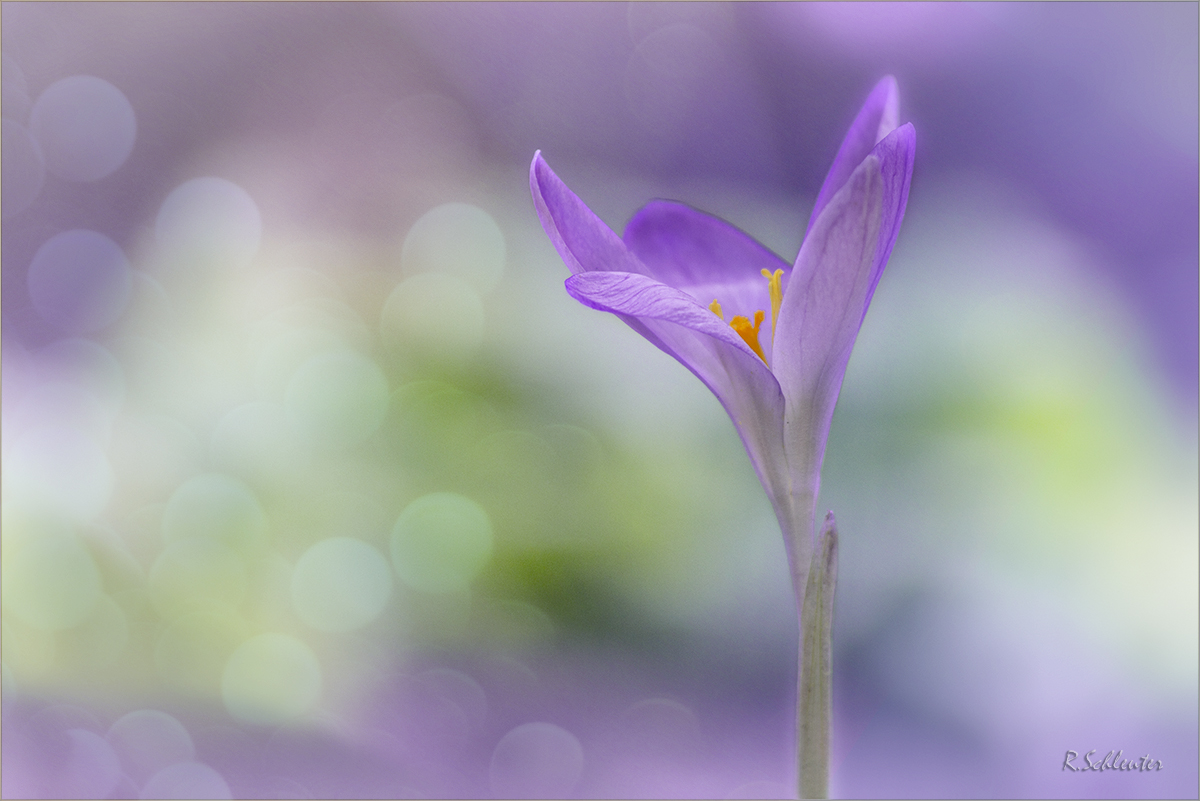 Crocus