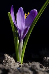 Crocus