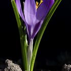 Crocus