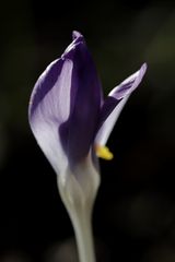 Crocus