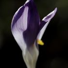 Crocus