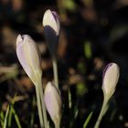 Crocus